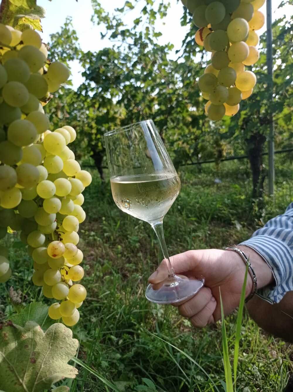 4 wine taesting tour ebkie garda (4)